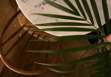 [Geopend] Whakamarie in Utrecht 