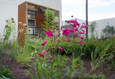 eetbare plantenmix bloemen