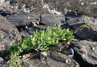 wad texel gastrofarm