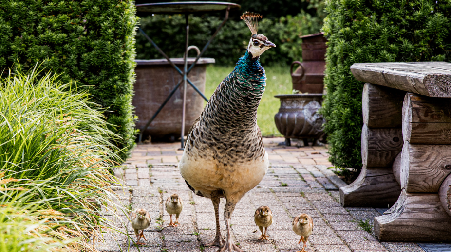 Dieren bij Boscafé de Busjop