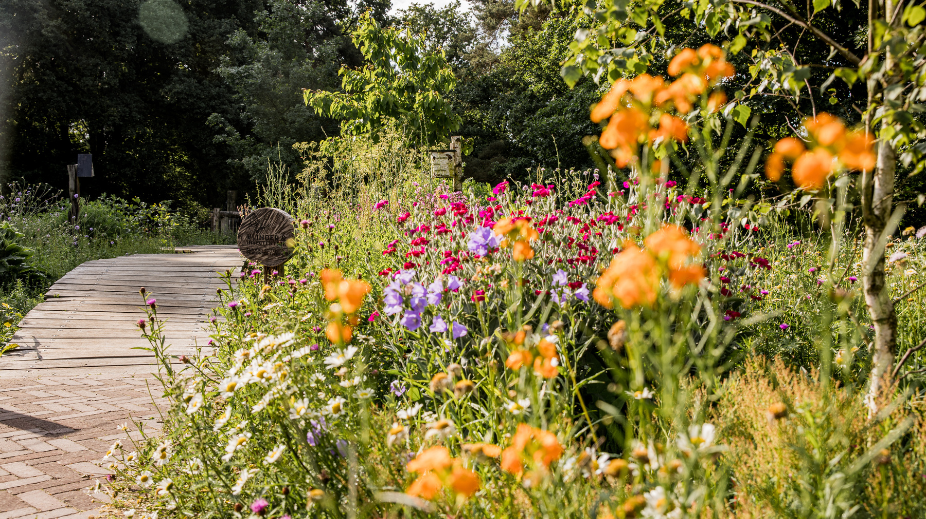 Natuurgebied Boscafé de Busjop