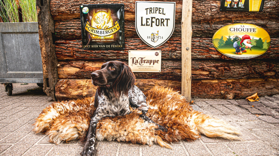 Hond bij Boscafé de Busjop