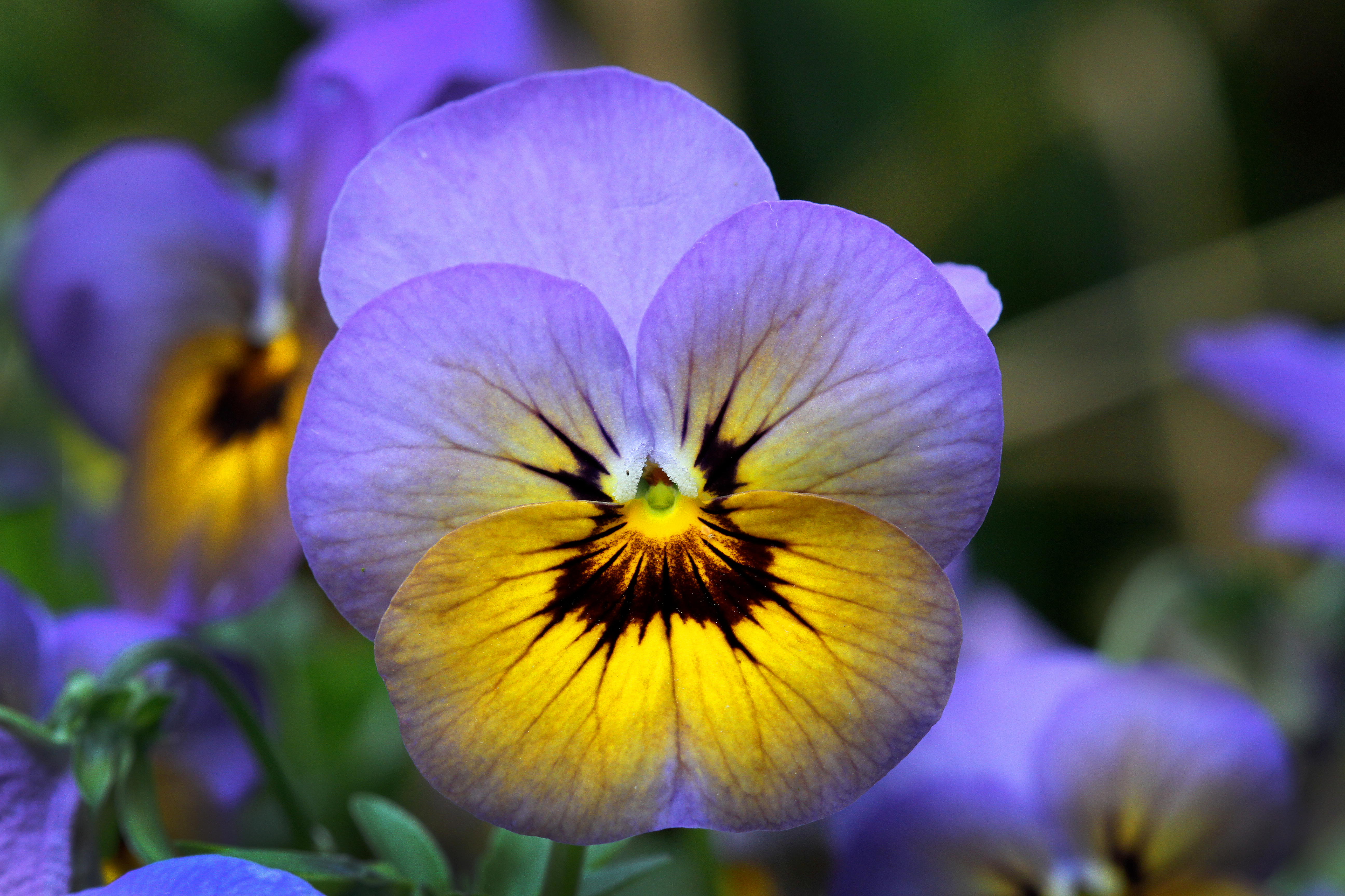 Eetbaar Viooltje © ARTIS, Ronald van Weeren