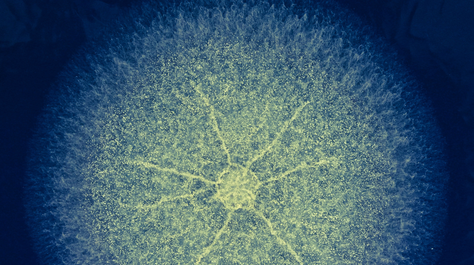 Entree_Header foto (926 x 519 px) - 2024-05-16T233922.035