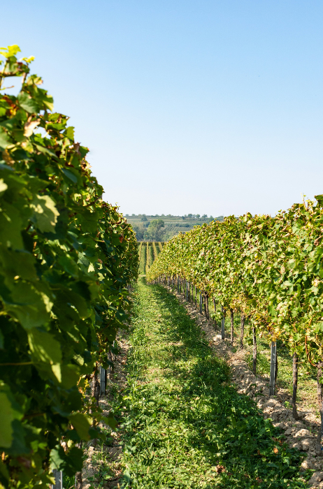 From-Wine-To-Soul-2025-event-Portugese-wijnen (2)