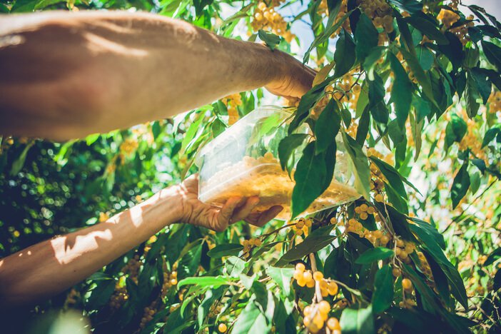 botanische bbq planten