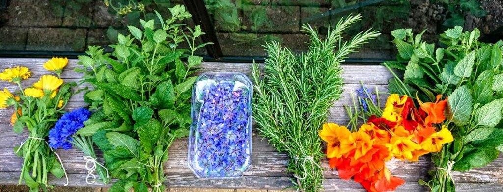 kruiden bloemen texel