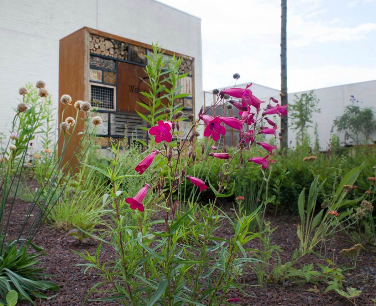 eetbare plantenmix tuin NHL Stenden