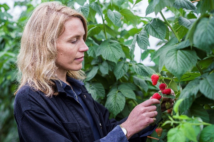frambozen fever-tree tonic