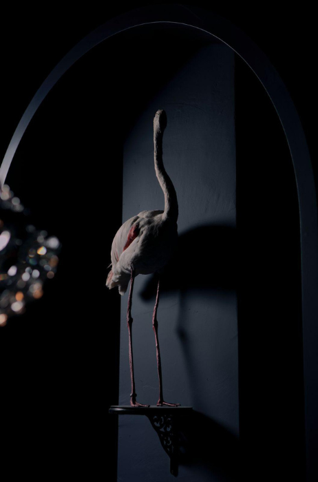 Le-Flamant-Bleu-Rotterdam