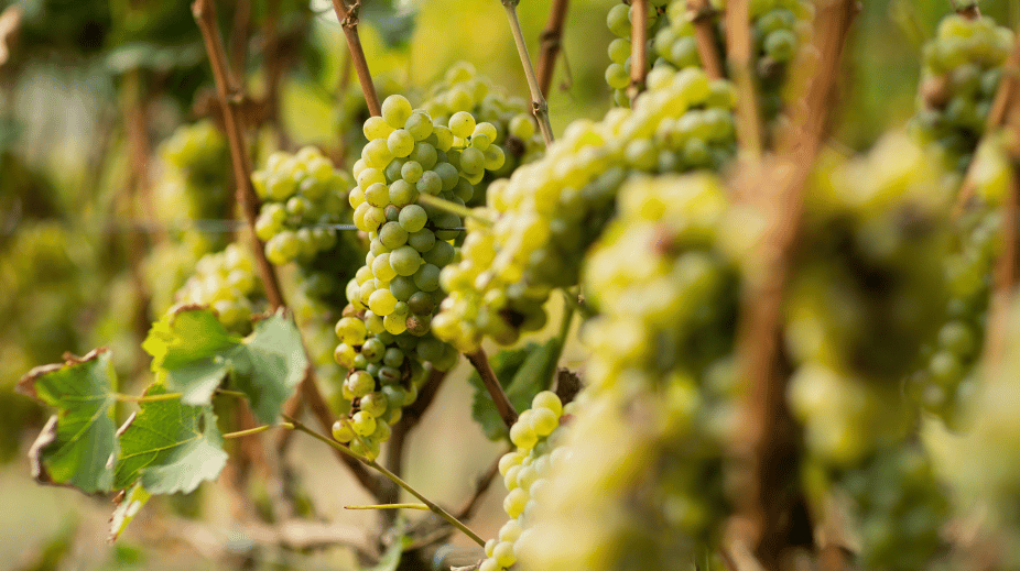 Nederlandse wijngaard 